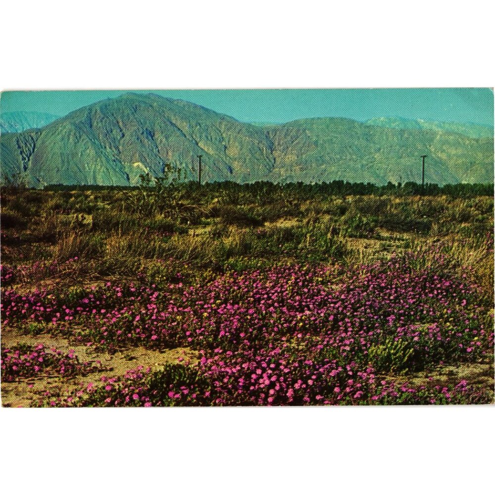 Sand Verbena Wildflowers Desert Scene Columbia  Postcard - Pre-Owned